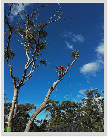 Pruning & Hedging