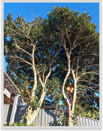 Tree Removal